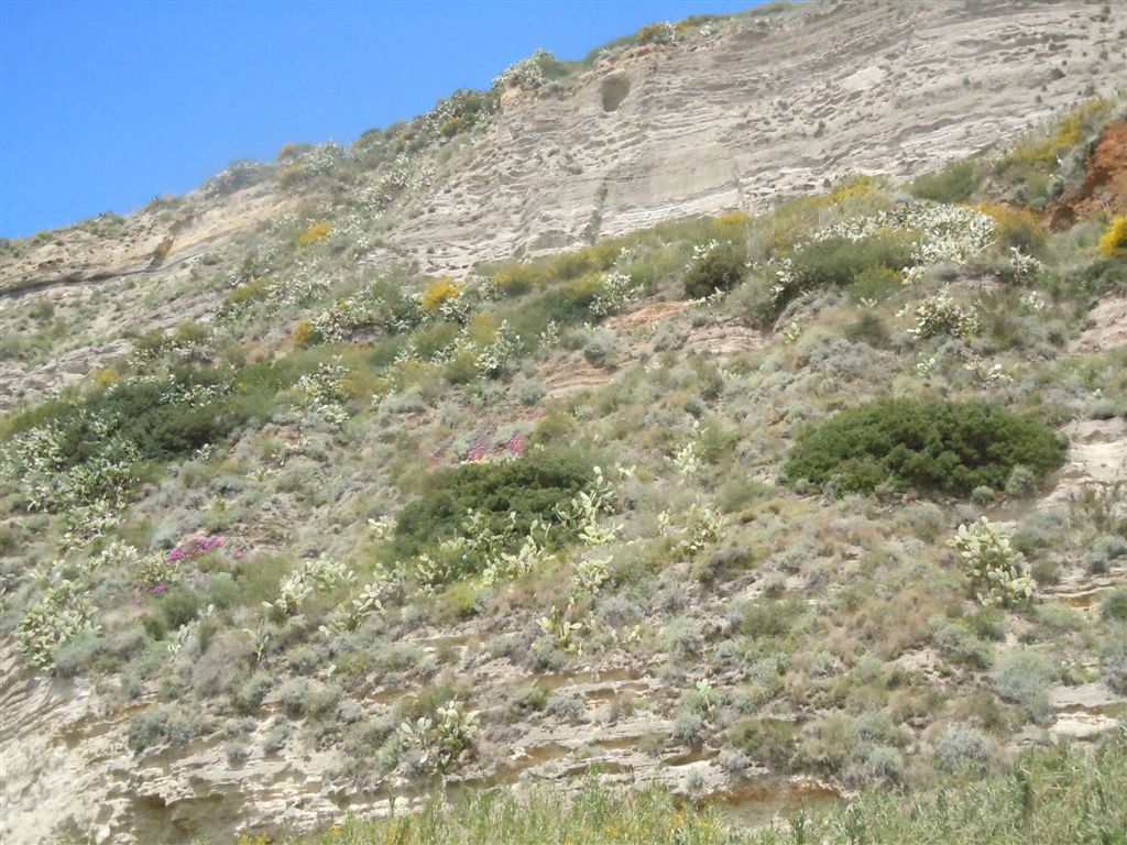 Carpobrotus edulis / Fico degli Ottentotti edule